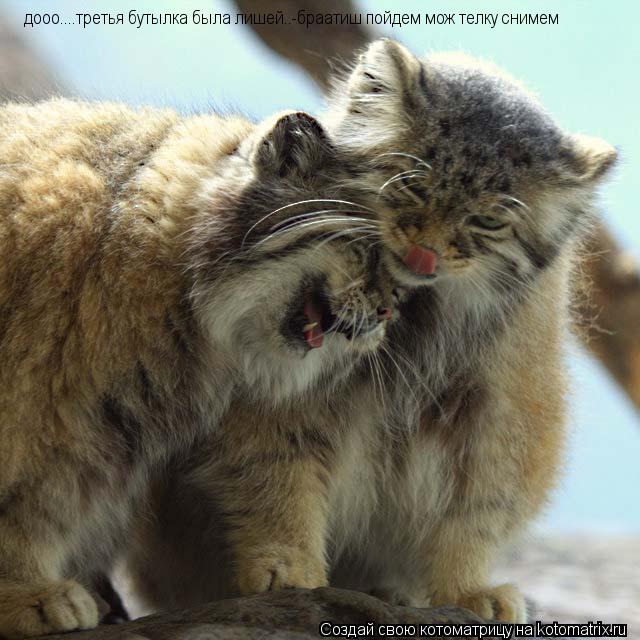 Котоматрица: дооо....третья бутылка была лишей..-браатиш пойдем мож телку снимем дооо....третья бутылка была лишей..-браатиш пойдем мож телку снимем