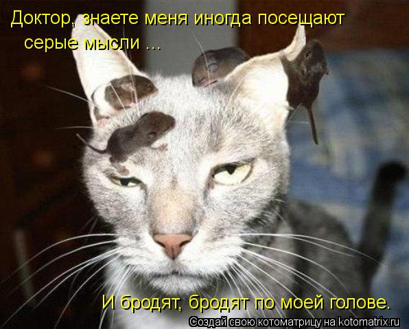 Котоматрица: Доктор, знаете меня иногда посещают серые мысли ...  И бродят, бродят по моей голове.