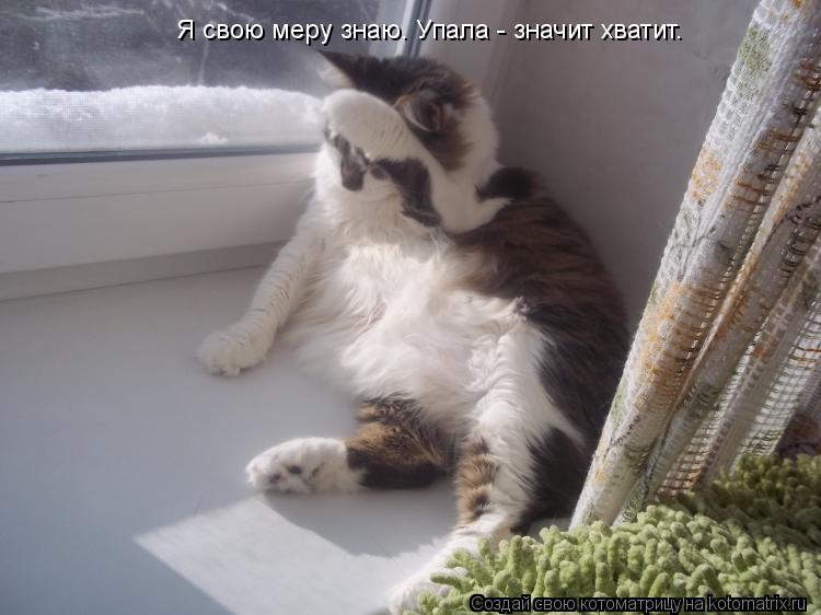 Котоматрица: Я свою меру знаю. Упала - значит хватит.