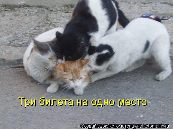 Котоматрица: Три билета на одно место