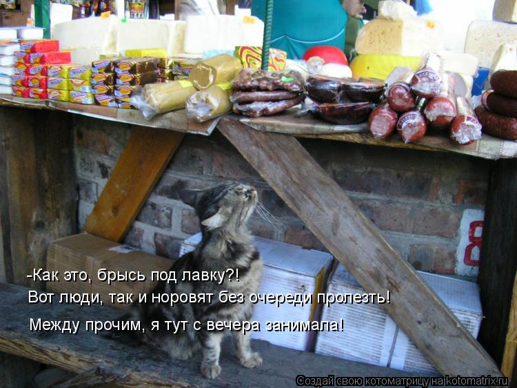 Котоматрица: -Как это, брысь под лавку?! Вот люди, так и норовят без очереди пролезть! Между прочим, я тут с вечера занимала!