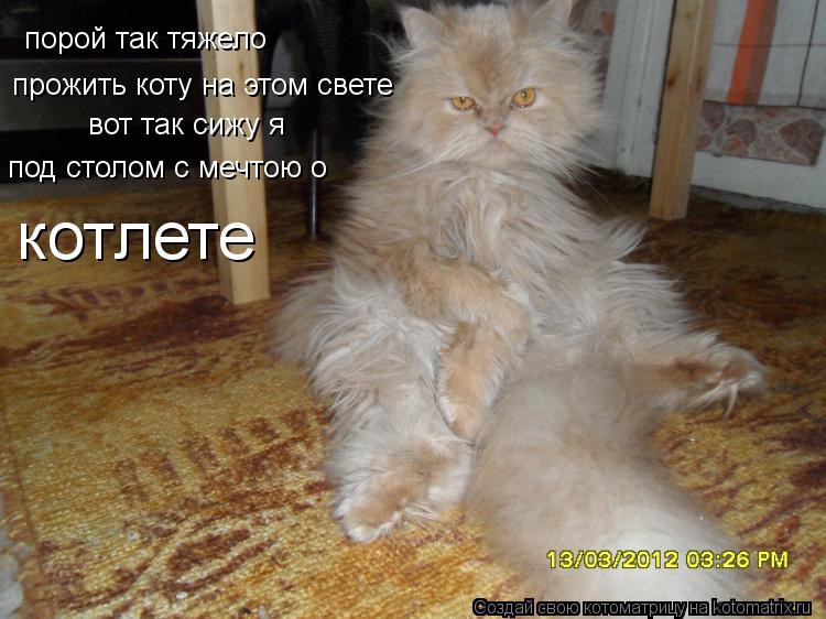 Котоматрица: порой так тяжело  прожить коту на этом свете  вот так сижу я под столом с мечтою о котлете