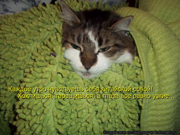 Котоматрица: Каждое утро чувствуешь себя китайской совой!   Хохлишься, таращишься, а глаза все равно узкие...