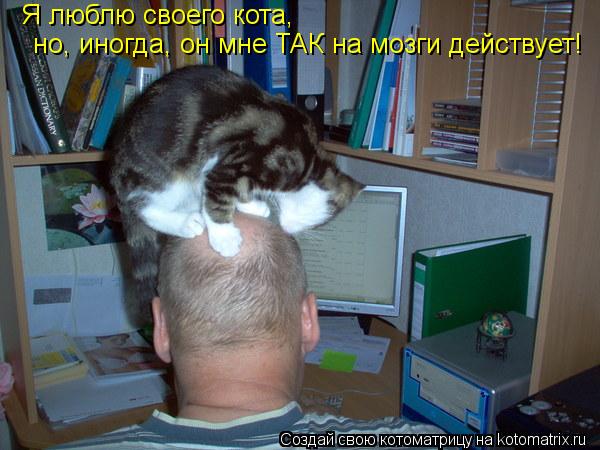 Котоматрица: Я люблю своего кота,  но, иногда, он мне ТАК на мозги действует!