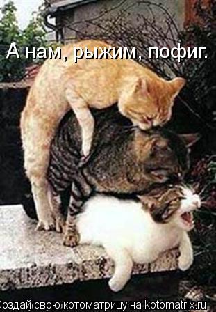 Котоматрица: А нам, рыжим, пофиг.