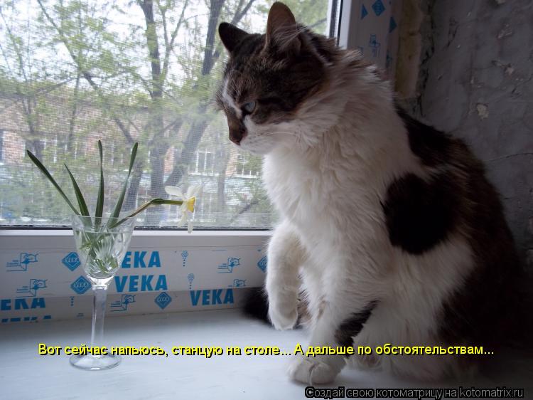 Котоматрица: Вот сейчас напьюсь, станцую на столе... А дальше по обстоятельствам...