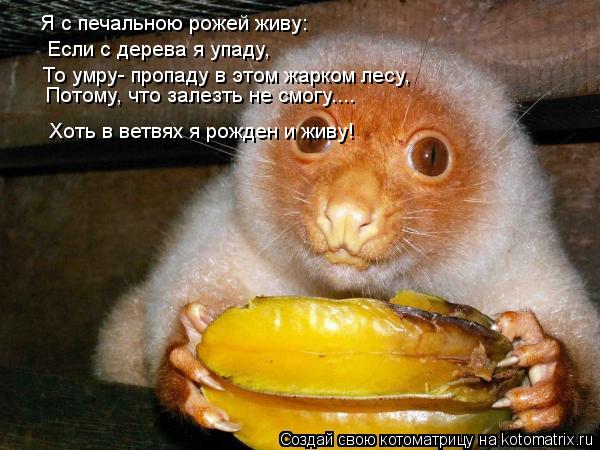 Котоматрица: Я с печальною рожей живу: Если с дерева я упаду, То умру- пропаду в этом жарком лесу, Потому, что залезть не смогу.... Хоть в ветвях я рожден и жи