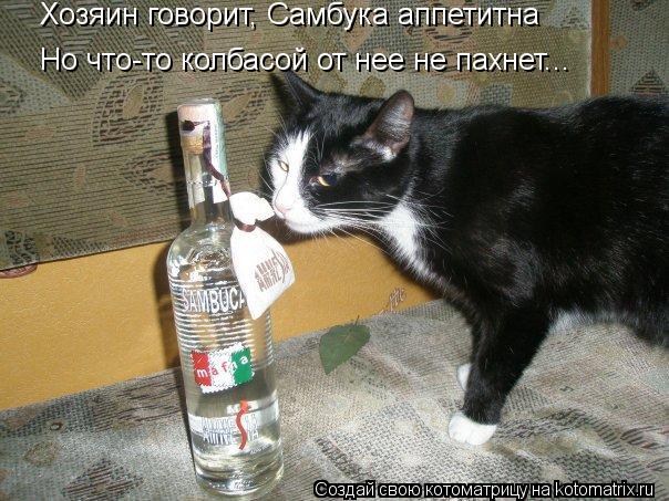 Котоматрица: Хозяин говорит, Самбука аппетитна Но что-то колбасой от нее не пахнет...
