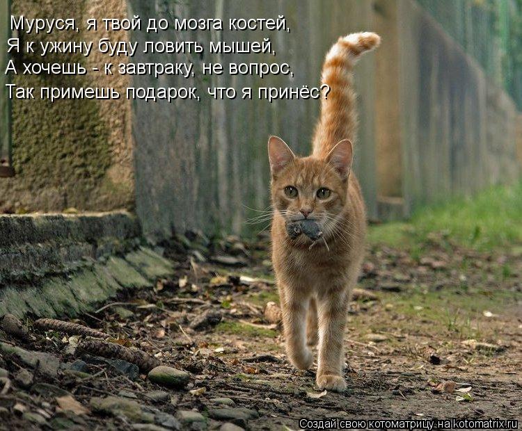 Котоматрица: Муруся, я твой до мозга костей, Я к ужину буду ловить мышей, А хочешь - к завтраку, не вопрос, Так примешь подарок, что я принёс?