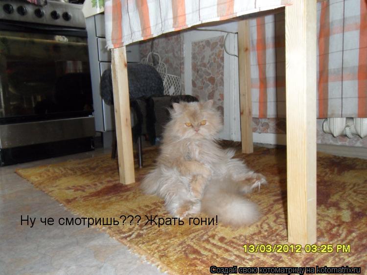 Котоматрица: Ну че смотришь??? Жрать гони!