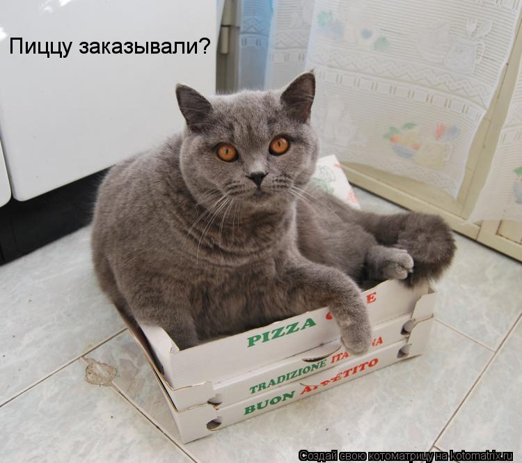 Котоматрица: Пиццу заказывали?