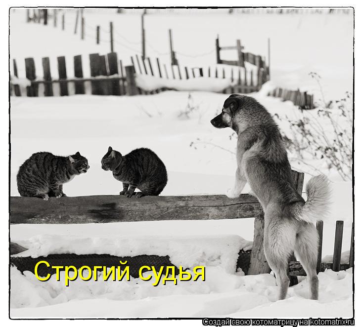 Котоматрица: Строгий судья