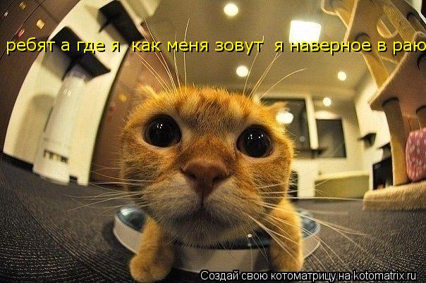 Котоматрица: ребят а где я  как меня зовут  я наверное в раю