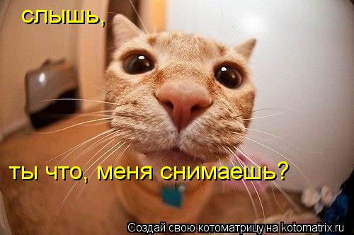 Котоматрица: слышь,  ты что, меня снимаешь?