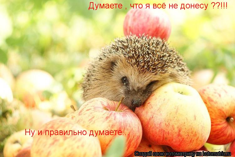 Котоматрица: Думаете , что я всё не донесу ??!!! Ну и правильно думаете...