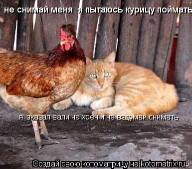 Котоматрица: не снимай меня  я пытаюсь курицу поймать я  зказал вали на хрен и не вздумай снимать