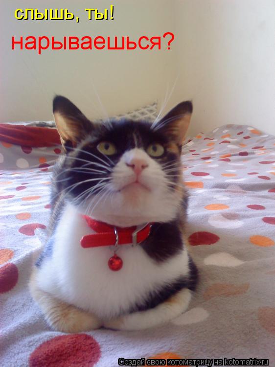 Котоматрица: слышь, ты! нарываешься?