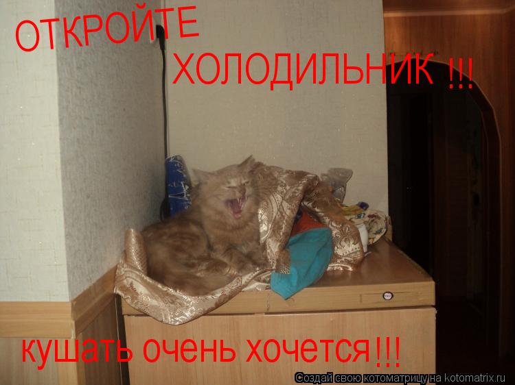 Котоматрица: ОТКРОЙТЕ ХОЛОДИЛЬНИК кушать очень хочется !!! !!!