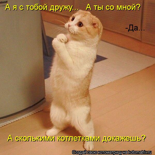 Котоматрица: А я с тобой дружу...   А ты со мной? А сколькими котлетками докажешь? -Да...