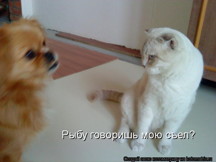 Котоматрица: Рыбу говоришь мою съел?