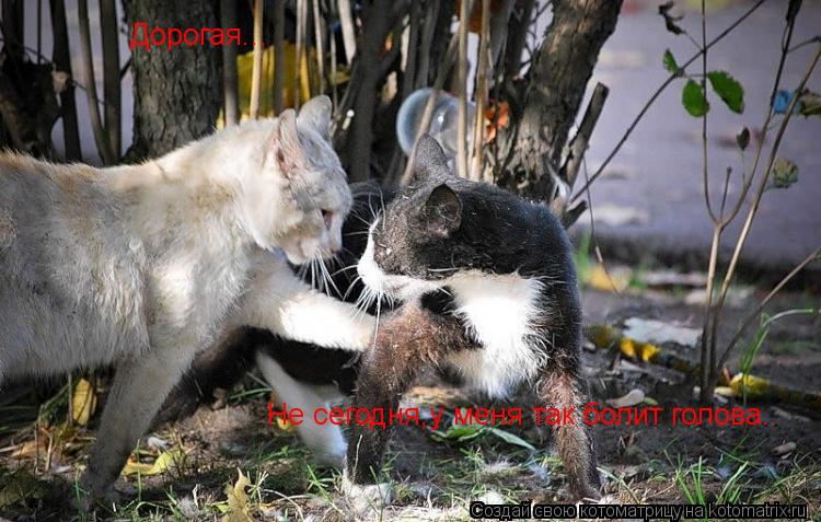 Котоматрица: Дорогая... Не сегодня,у меня так болит голова..