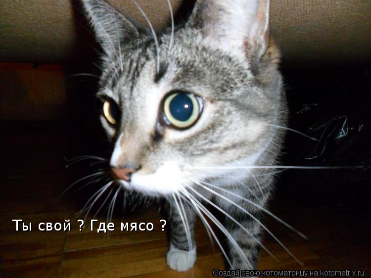 Котоматрица: Ты свой ? Где мясо ?