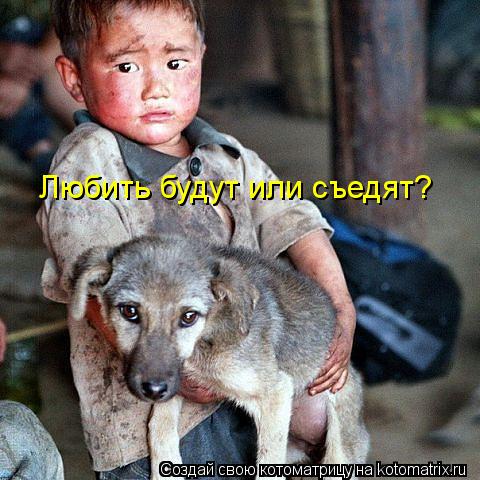 Котоматрица: Любить будут или съедят?
