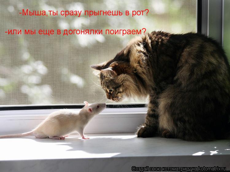 Котоматрица: -Мыша,ты сразу прыгнешь в рот? -или мы еще в догонялки поиграем?