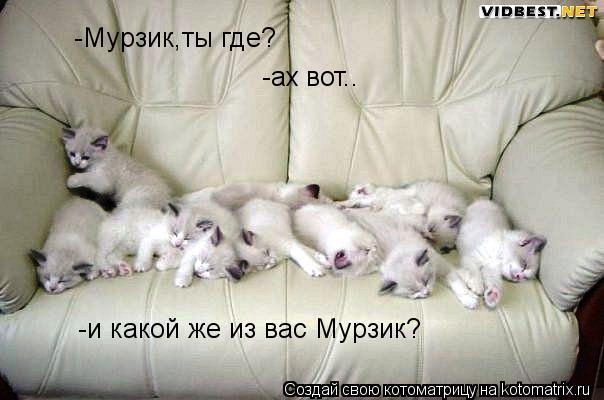 Котоматрица: -Мурзик,ты где? -ах вот.. -и какой же из вас Мурзик?