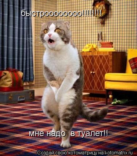 Котоматрица: быстроооооооо!!!!!!!! мне надо  в туалет!!