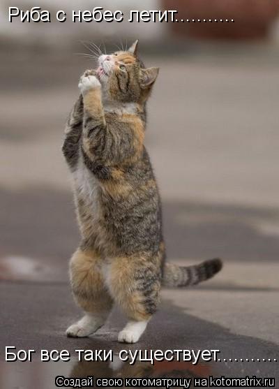 Котоматрица: Бог все таки существует............... Риба с небес летит...........