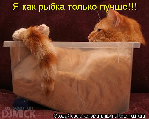 Котоматрица: Я как рыбка только лучше!!!