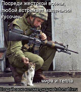 Котоматрица: любой встречает маленький Посреди жестокой войны, кусочек... ...мира и тепла