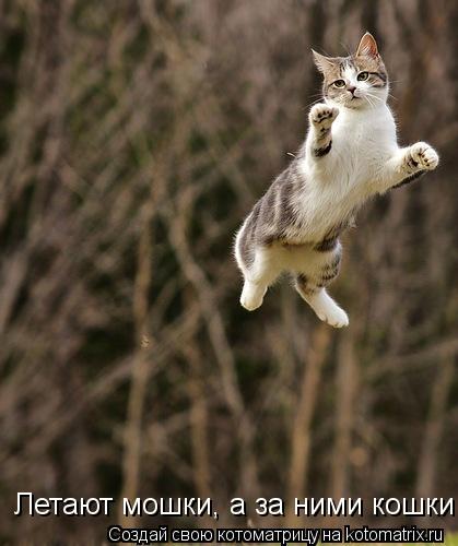 Котоматрица: Летают мошки, а за ними кошки