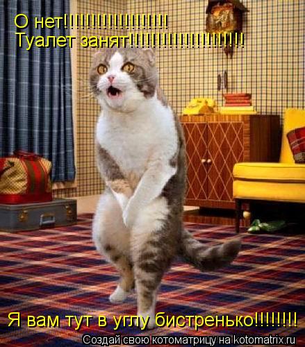 Котоматрица: О нет!!!!!!!!!!!!!!!!!!! Туалет занят!!!!!!!!!!!!!!!!!!!!! Я вам тут в углу бистренько!!!!!!!!