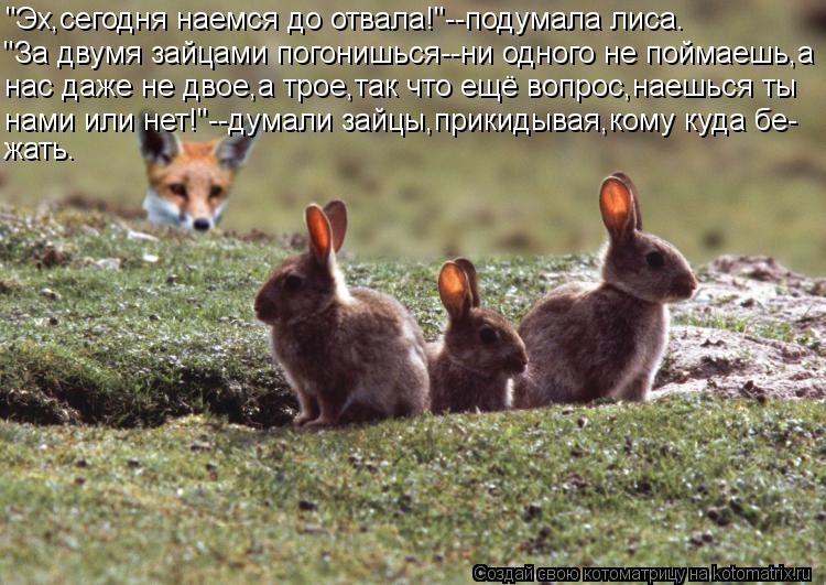 Котоматрица: "Эх,сегодня наемся до отвала!"--подумала лиса. "За двумя зайцами погонишься--ни одного не поймаешь,а нас даже не двое,а трое,так что ещё вопрос,