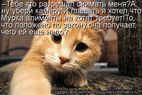 Котоматрица: --Тебе кто разрешал снимать меня?А ну убери камеру!И плевать я хотел,что Мурка алименты на котят требует!То, что положено по закону,она получ