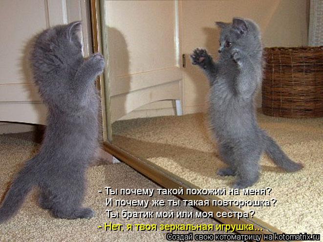 Котоматрица: - Ты почему такой похожий на меня? И почему же ты такая повторюшка? Ты братик мой или моя сестра? - Нет, я твоя зеркальная игрушка...