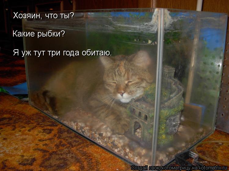 Котоматрица: Хозяин, что ты? Какие рыбки? Я уж тут три года обитаю.