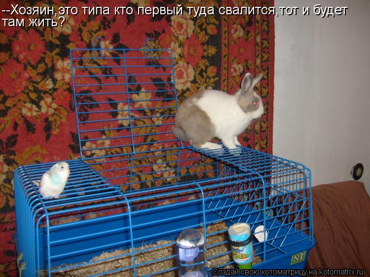 Котоматрица: --Хозяин,это типа кто первый туда свалится,тот и будет там жить?