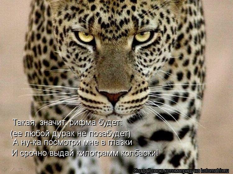 Котоматрица: Такая, значит, рифма будет: (ее любой дурак не позабудет) А ну-ка посмотри мне в глазки И срочно выдай килограмм колбаски!