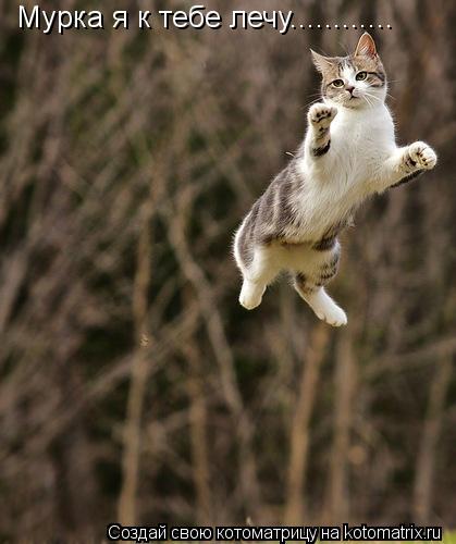 Котоматрица: Мурка я к тебе лечу............