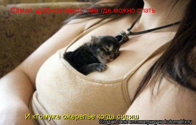 Котоматрица: Самая удобное место там где можно спать И ктомуже ожерелье когда сидиш