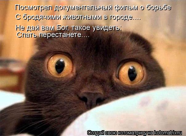 Котоматрица: Посмотрел документальный фильм о борьбе  С бродячими животными в городе.... Не дай вам Бог, такое увидеть: Спать перестанете....