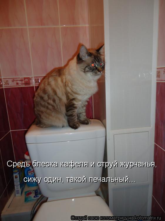 Котоматрица: Средь блеска кафеля и струй журчанья, сижу один, такой печальный...