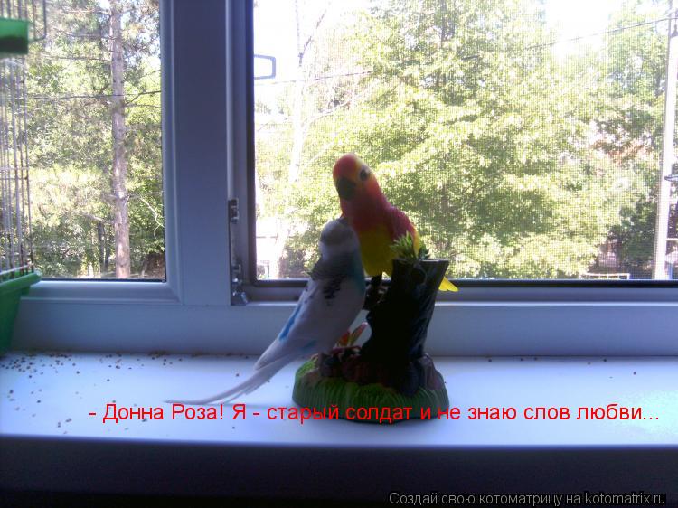 Котоматрица: - Донна Роза! Я - старый солдат и не знаю слов любви...