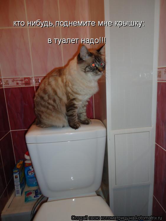 Котоматрица: кто нибудь,поднемите мне крышку: в туалет надо!!!