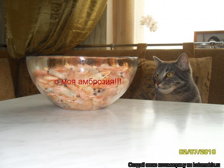 Котоматрица: о моя амброзия!!!