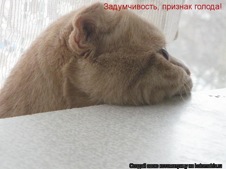 Котоматрица: Задумчивость, признак голода!