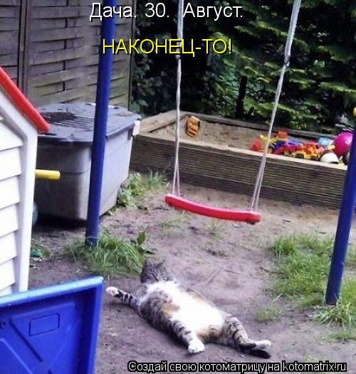 Котоматрица: Дача. 30.  Август.  НАКОНЕЦ-ТО!